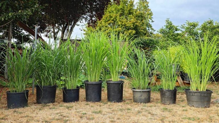 Why North Carolina Gardeners Keep Lemongrass by the Patio (And What Actually Controls Mosquitoes)