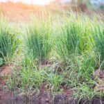 10 Reasons North Carolina Gardeners Are Finally Planting Lemongrass This Summer