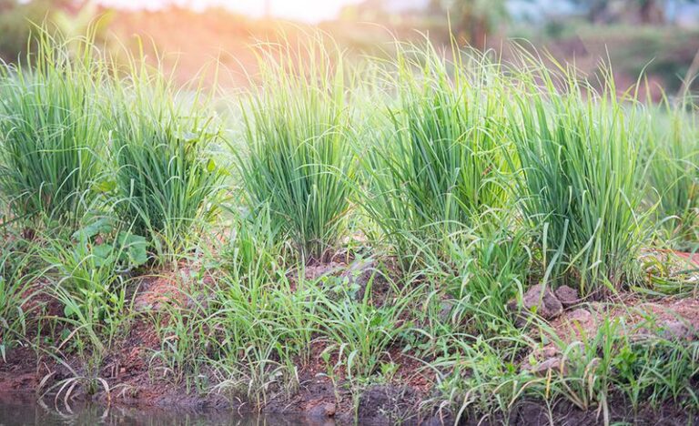 10 Reasons North Carolina Gardeners Are Finally Planting Lemongrass This Summer