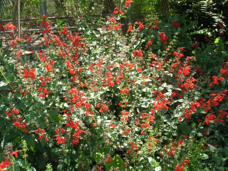This Native Florida Sage May Turn Your Yard Into a Hummingbird Drive-Through All Summer