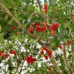 The Florida Nurseries Quietly Growing Native Fruit Trees Your Big-Box Garden Center Won’t Stock