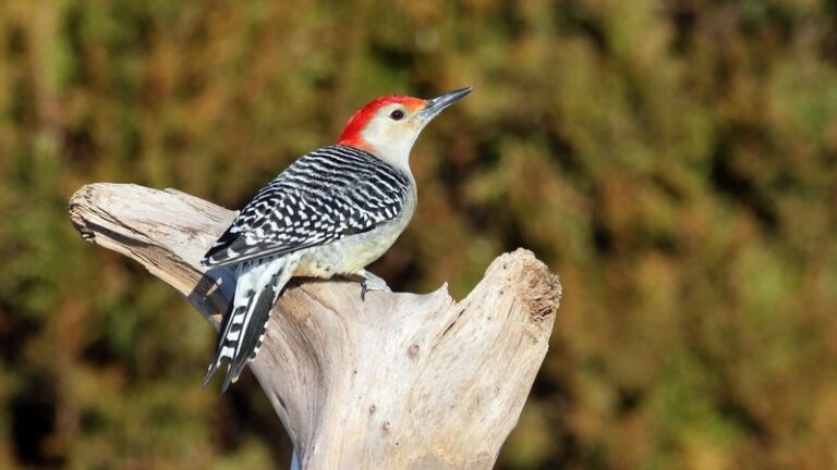 What It Really Means When a Red-Bellied Woodpecker Keeps Visiting Your Florida Yard