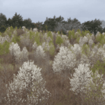The North Carolina Plants Being Banned in More Counties Before They Take Over Native Landscapes