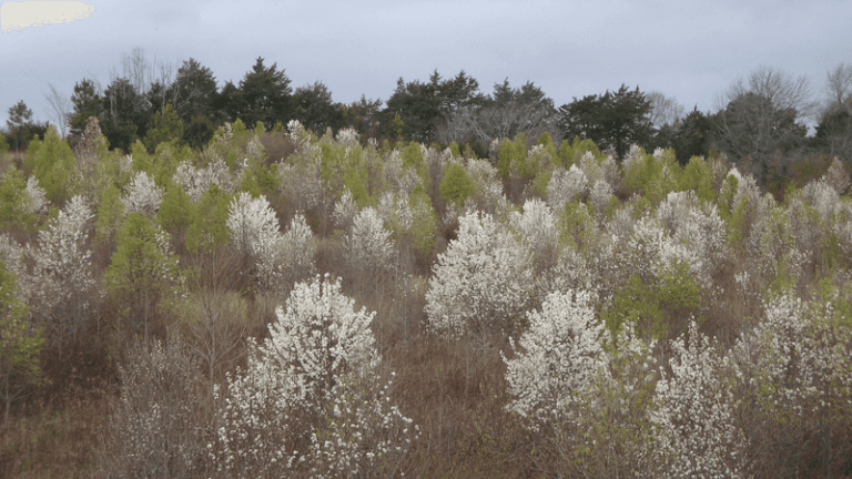 The North Carolina Plants Being Banned in More Counties Before They Take Over Native Landscapes