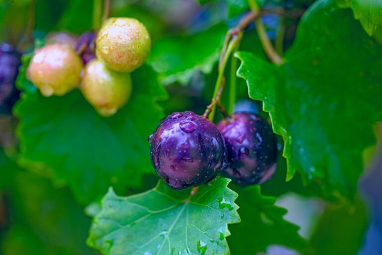 The Native Florida Edibles That Keep Producing Food Through Summer Heat Without Constant Watering