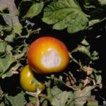If Your Tomatoes Get Pale Sunken Patches on the Sunny Side in the Heat, Aggressive Foliage Removal Can Raise the Risk