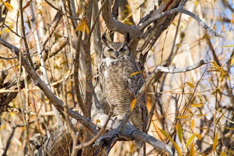 The Florida Plants That Draw In Owls, and Quietly End Your Backyard Rat Problem