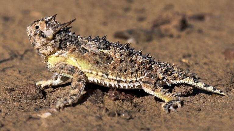 What It Really Means When a Horned Lizard Turns Up in Your Texas Yard After Years Away