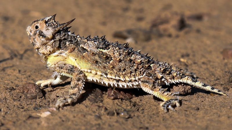 What It Really Means When a Horned Lizard Turns Up in Your Texas Yard After Years Away