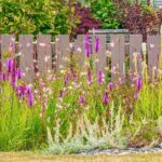 The Native Texas Plants That Should Replace Every Crape Myrtle Along Your Fence Line