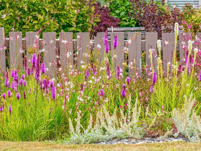 The Native Texas Plants That Should Replace Every Crape Myrtle Along Your Fence Line