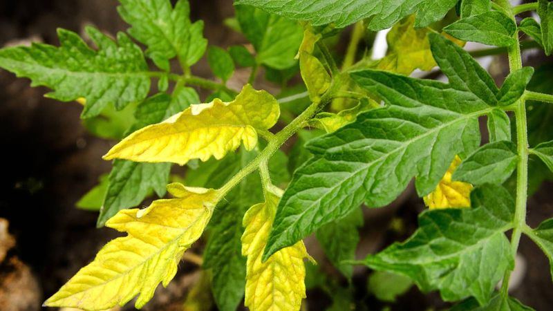 If Your Tomato Leaves Yellow From the Bottom Up in the Heat, the Trouble Usually Starts Down in the Roots