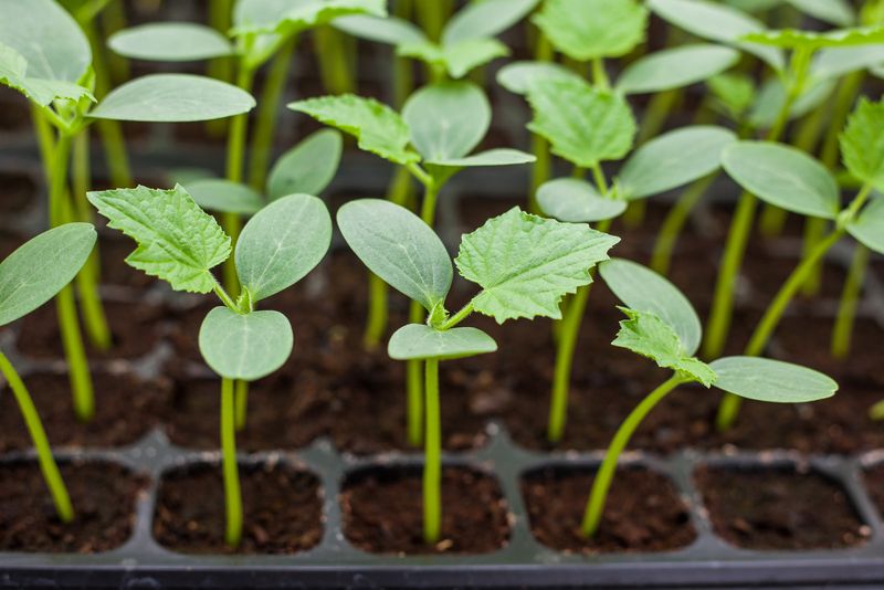 Your Young Cucumber Plants Are Sitting Still – Here Are 18 Feeding Moves That Get Them Growing Fast