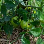 If Your Tomatoes Stall in the July Heat, One Cheap Kitchen Ingredient May Get Them Growing Again