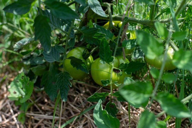 If Your Tomatoes Stall in the July Heat, One Cheap Kitchen Ingredient May Get Them Growing Again