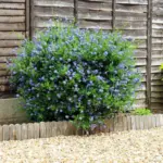The California Native Shrubs That Replace Thirsty Crape Myrtle Along Your Fence Line and Never Notice a Dry Summer