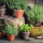 The Underrated Porch Plant That Makes Rats and Roaches Skip Your Texas Home