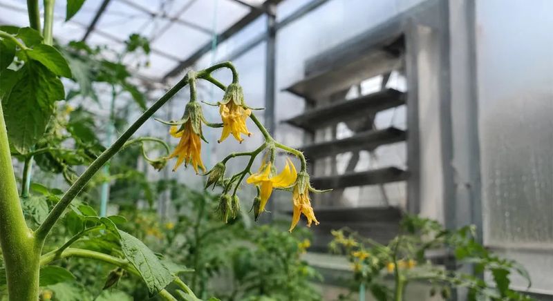If your tomato plants keep dropping every flower in this heat, one overnight temperature swing is usually the reason