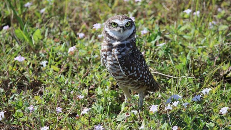 7 Florida Native Plants That Bring In Rat-Hunting Owls and Clear the Rodents Out of Your Yard