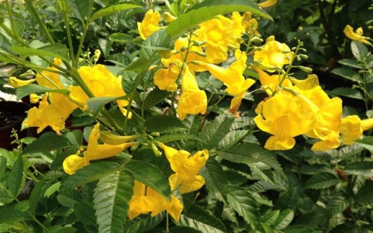 The Texas Plants That Keep Blooming Right Through August When Everything Else Fades