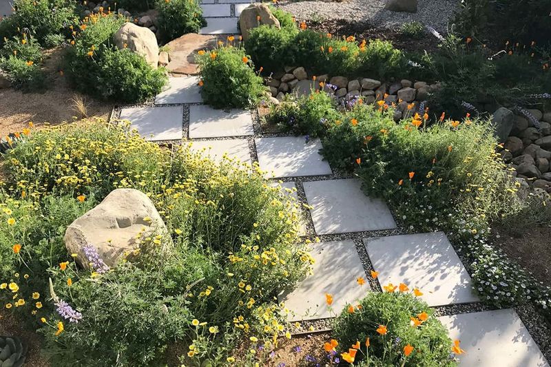 The California Native Shrubs That Do Everything Rosemary Does but Feed Wildlife and Never Go Woody