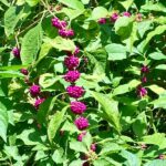 The Most Underrated North Carolina Native Shrub That Turns Your Yard’s Edge Into a Tick Barrier