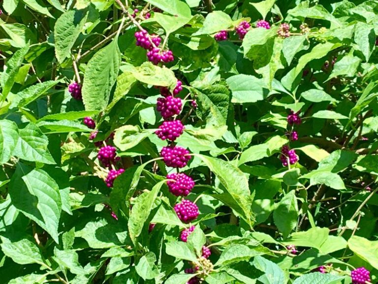 The Most Underrated North Carolina Native Shrub That Turns Your Yard’s Edge Into a Tick Barrier