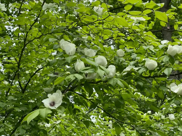The Most Beautiful Native North Carolina Shrubs You’ll Almost Never Find at a Garden Center