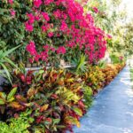 What To Do With Your Florida Bougainvillea Now So It Blooms Nonstop All Summer
