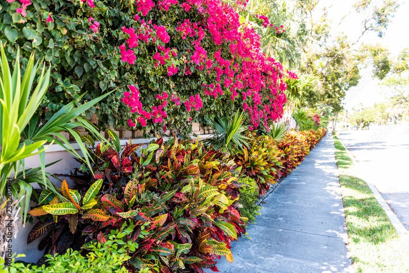 What To Do With Your Florida Bougainvillea Now So It Blooms Nonstop All Summer