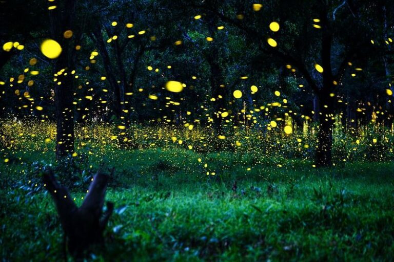 7 Simple Yard Habits That Bring Fireflies Back to Texas Summer Nights