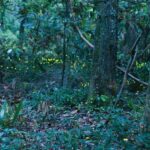 8 Florida Plants That Give Fireflies the Cover They Need to Light Up Your Yard Again