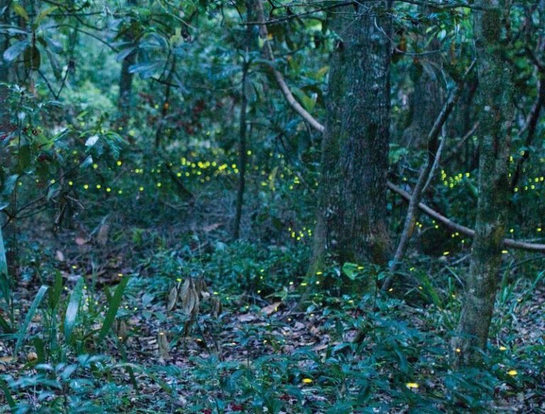 8 Florida Plants That Give Fireflies the Cover They Need to Light Up Your Yard Again
