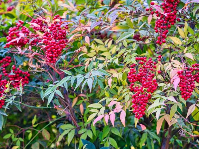 Rip Out That Nandina Hedge This Fall in North Carolina and Plant the Native Shrub That Feeds Birds Instead of Poisoning Them
