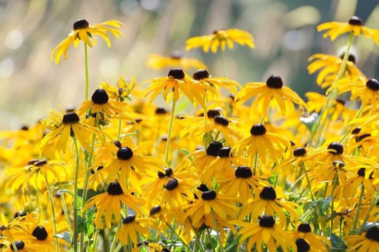 Plant These Yellow Perennials in Your Texas Garden Once and They Bloom Back Every Single Year