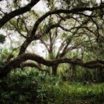 Native Florida Trees That Replace a Silent Podocarpus Hedge With One That’s Loud With Wildlife