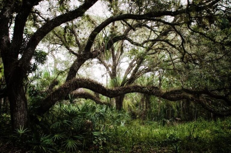 Native Florida Trees That Replace a Silent Podocarpus Hedge With One That’s Loud With Wildlife