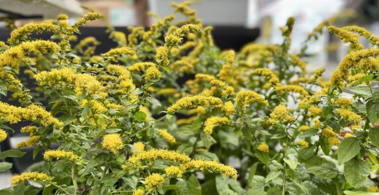 The Most Underrated North Carolina Native That Owns Your Garden In September When The Summer Show Is Over