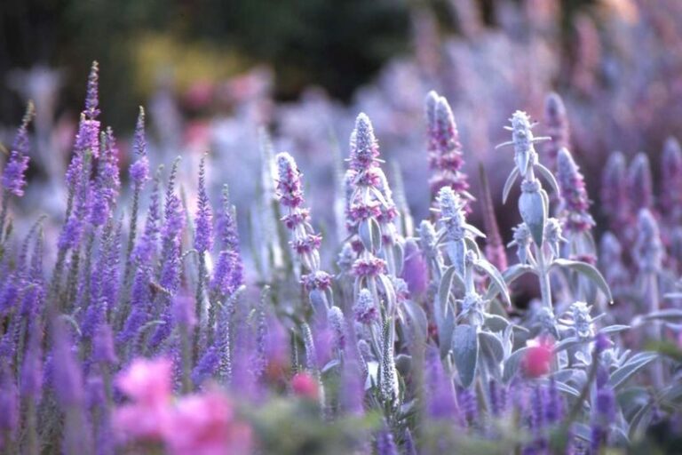 Grow These 12 Plants and Rabbits Stop Treating Your Flower Beds Like a Salad Bar