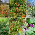 Stunning Native Texas Shrubs to Plant Instead of Crape Myrtle That Handle Our Heat Better