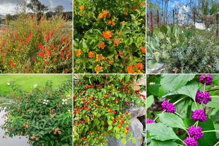 Stunning Native Texas Shrubs to Plant Instead of Crape Myrtle That Handle Our Heat Better