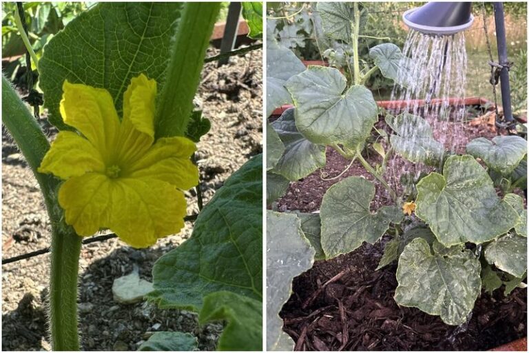 If your cucumber vines pump out flowers but almost no cukes in this heat, poor pollination usually isn’t the whole story