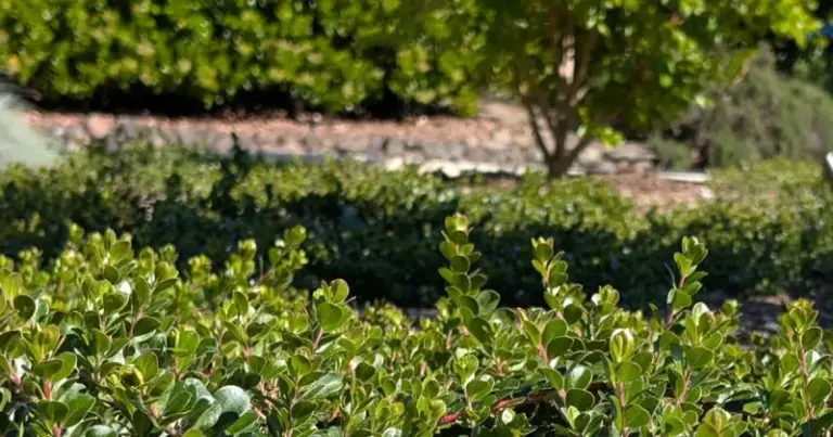The California Native Groundcovers That Choke Out Weeds All Summer Without a Drop of Herbicide