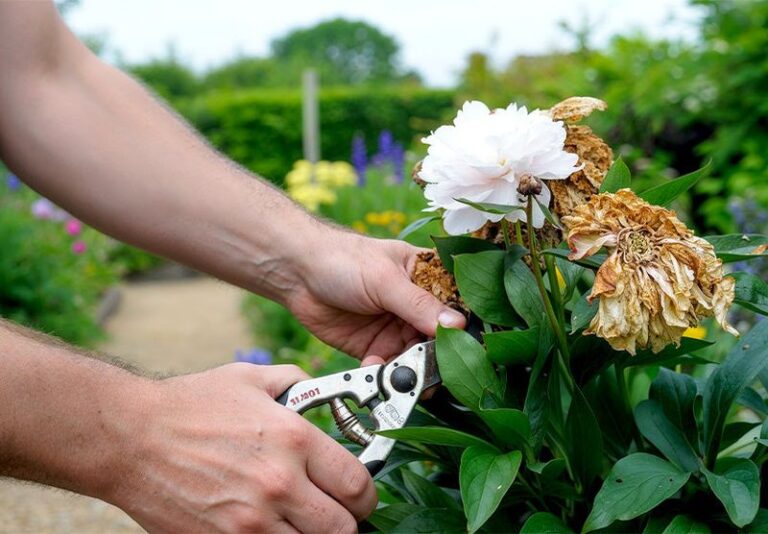 Cut Your Peonies Back at the Right Moment and Set the Stage for a Healthier Spring