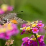 The Texas Flowers That Bring Hummingbird Hawk-Moths Hovering Over Your Garden at Dusk