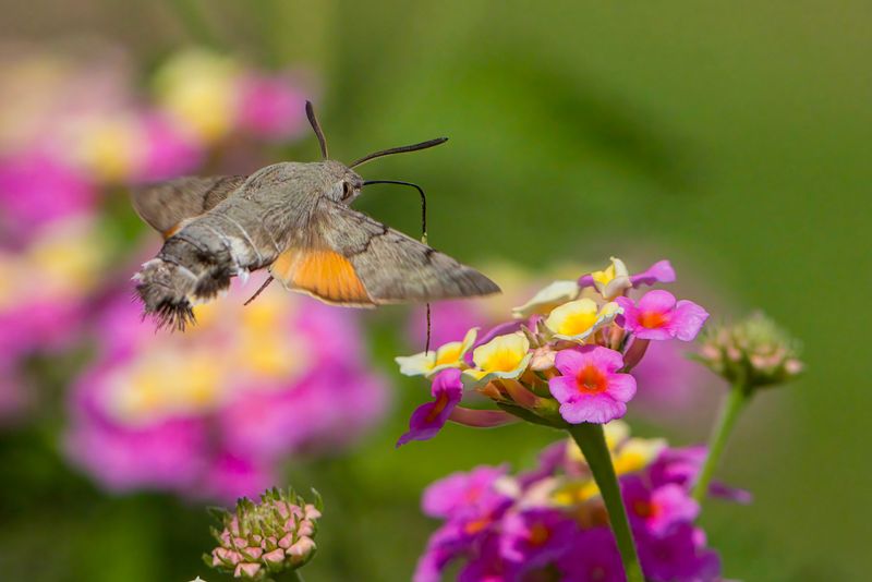 The Texas Flowers That Bring Hummingbird Hawk-Moths Hovering Over Your Garden at Dusk