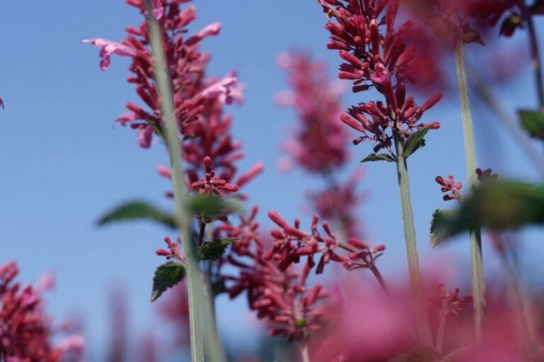 The Most Underrated Texas Native That Quietly Keeps Mosquitoes Off Your Back Porch All Summer
