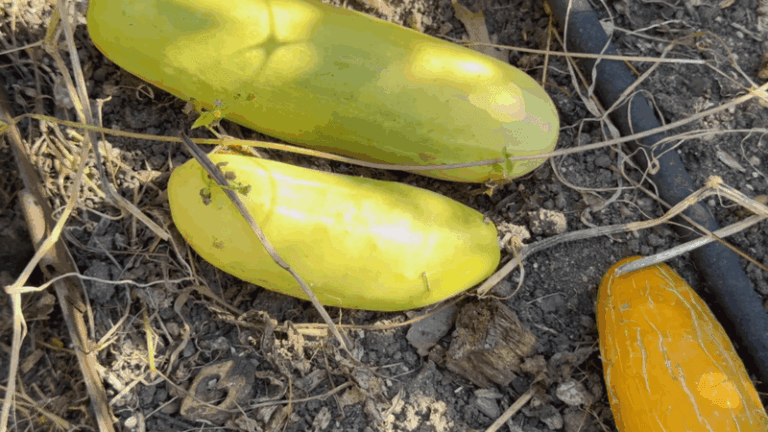 If your cucumbers turn yellow and bloated on the vine in this heat, one harvest habit is usually behind it