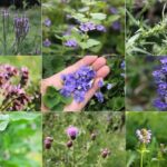 That Purple Weed You Keep Pulling From Your Texas Lawn May Be Worth Keeping – But Identify It First