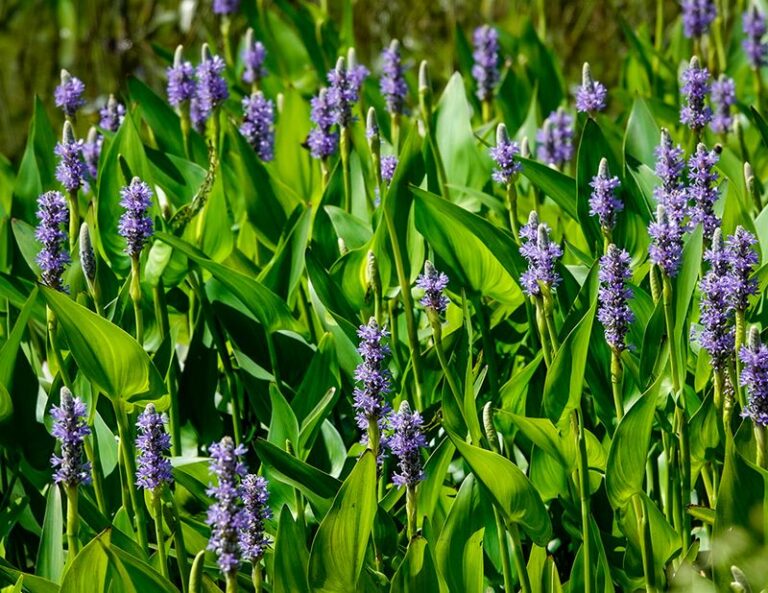 The Native Texas Wildflower That Brings Dragonflies Back to Hover Over Your Yard All Summer